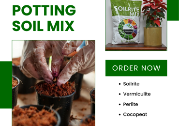 Potting Mix for Indoor Plants – Reliable and Effective