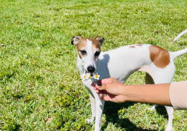 Greyhound Puppies For Sale In Bhopal
