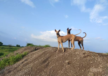 Greyhound Puppies For Sale In Surat