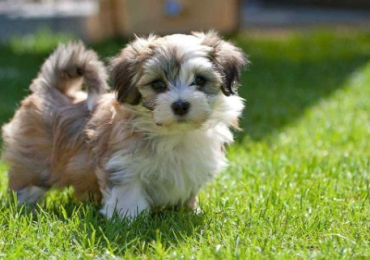 Havanese Puppies in Ahmedabad