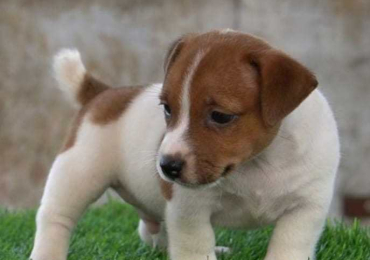 Jack Russell Terrier Puppies in Delhi
