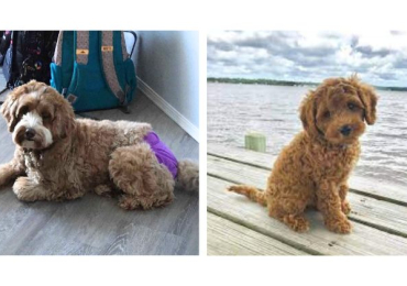 Labradoodle Puppies For Sale In Ludhiana