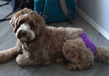 Labradoodle Puppies For Sale In Surat