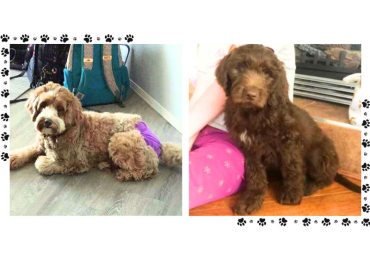 Labradoodle Puppies For Sale In Vadodara