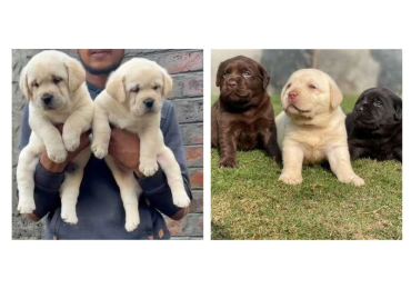 Labrador Retriever Puppies for Sale In Meerut