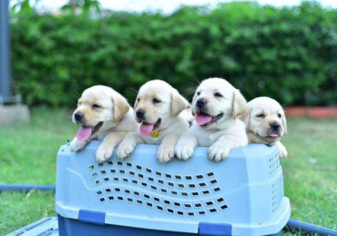 Labrador Retriever Puppies For Sale In Pune