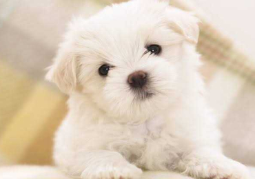 Lhasa Apso Puppies For Sale In Surat