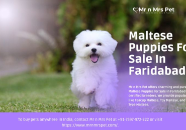 Maltese Puppies For Sale In Faridabad