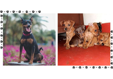 Miniature Pinscher Puppies For Sale In Surat