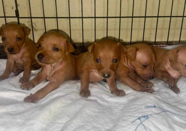 Miniature pinscher Puppies For Sale In Faridabad