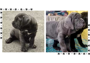 Neapolitan Mastiff Puppies For Sale In Surat