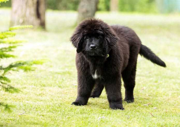 Newfoundland Puppies in Delhi