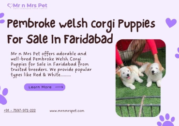 Pembroke Welsh Corgi Puppies For Sale In Faridabad