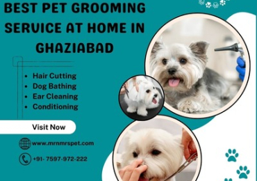 Best Pet Grooming Service at Home in Ghaziabad