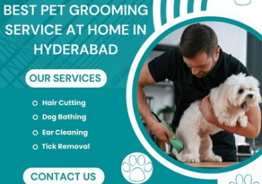 Best Pet Grooming Service at Home in Hyderabad