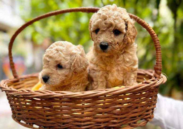 Poodle Puppies in Pune