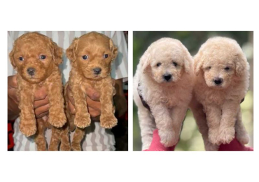 Poodle Puppies for Sale In Noida