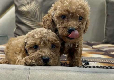 Poodle Puppies for Sale in Pune