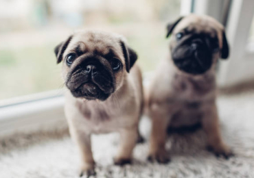 Pug Puppies For Sale In Dehradun