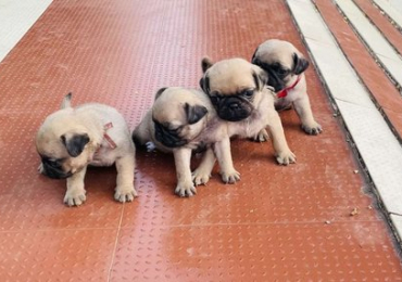 Pug Puppies For Sale In Mumbai