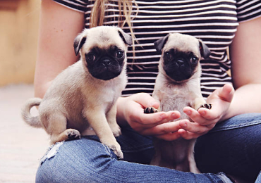 Pug Puppies in Ahmedabad