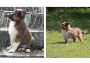 Rough Collie Puppies For Sale In Ludhiana