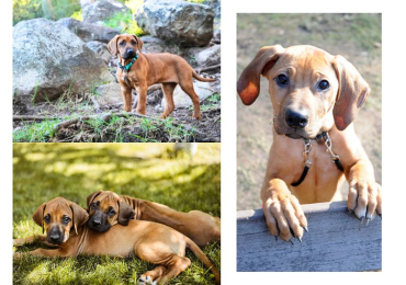 Rhodesian Ridgeback Puppies For Sale In Vadodara