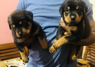 Rottweiler Puppies For Sale In Dehradun