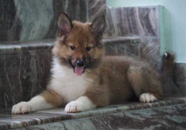 Rough Collie Puppies For Sale In Ahmedabad