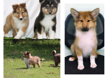 Rough Collie Puppies For Sale In Vadodara
