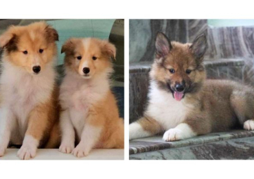 Rough Collie Puppies For Sale In Agra