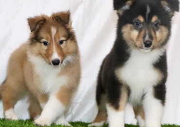 Rough collie Puppies For Sale In Bhopal