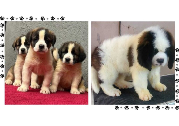 Saint Bernard Puppies For Sale In Surat