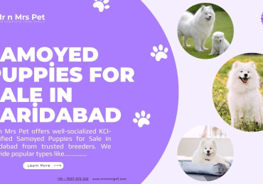 Samoyed Puppies For Sale In Faridabad