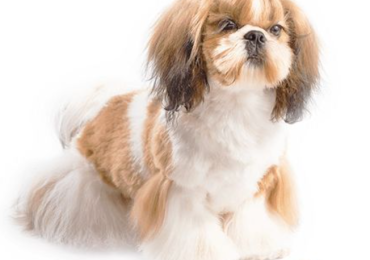 Pet Grooming at Home Mahalakshmi Layout – Pet Groomly