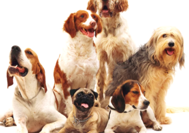 Pet Grooming in Uppal – Pet Groomly