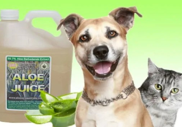 Promote Dog Health With Aloe Vera