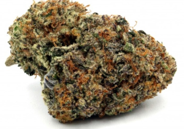 Why Sativa Strains Are Perfect for Daytime Use