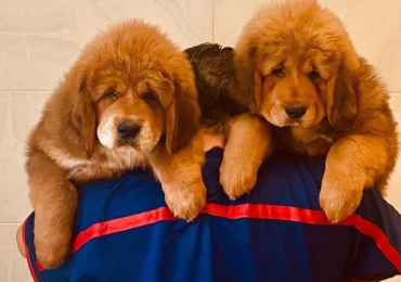 Tibetan Mastiff Puppies For Sale In Faridabad