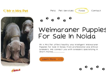 Weimaraner Puppies For Sale In Noida