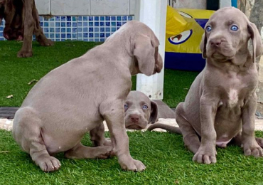 Weimaraner Puppies For Sale In Surat