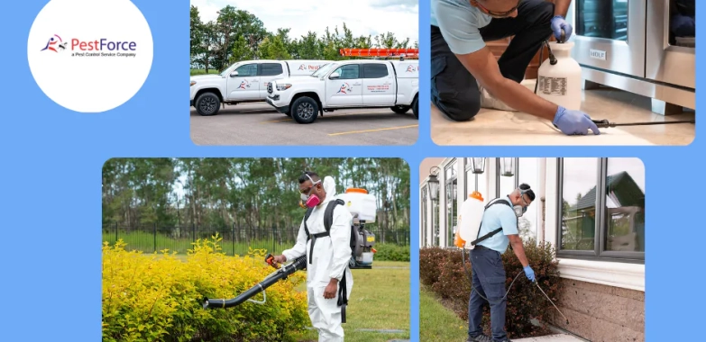 Trusted Calgary Exterminator Services for Fast and Safe Pest Removal