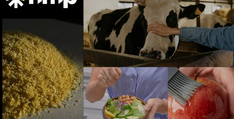 Advanced chitin and chitosan for health and industrial applications