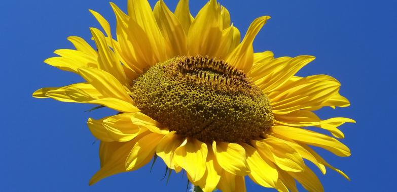 Unveiling the Secret to Timeless Elegance: Why Porcelain Reigns Supreme