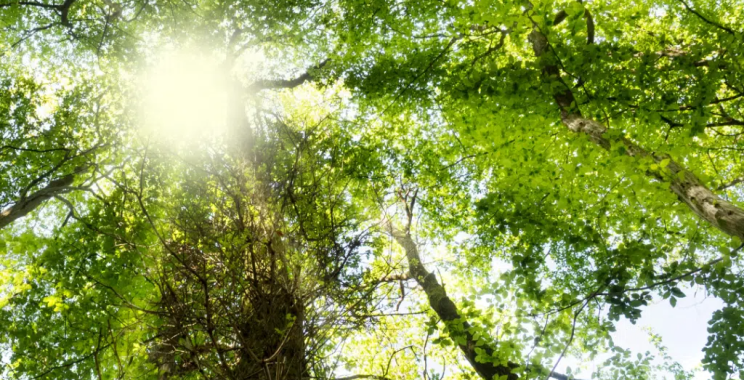 Low Dose Chemo: A gentler path for cancer care