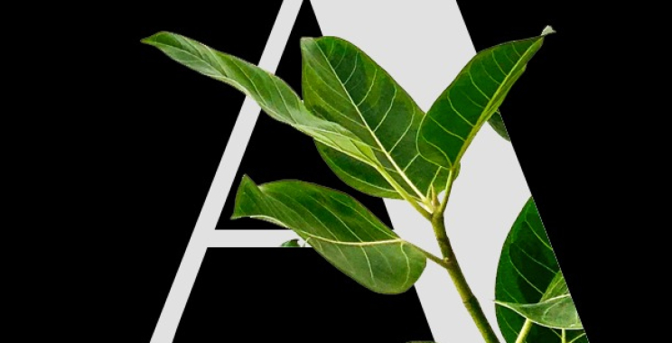 Transform Your Perth Backyard with Smart Landscaping