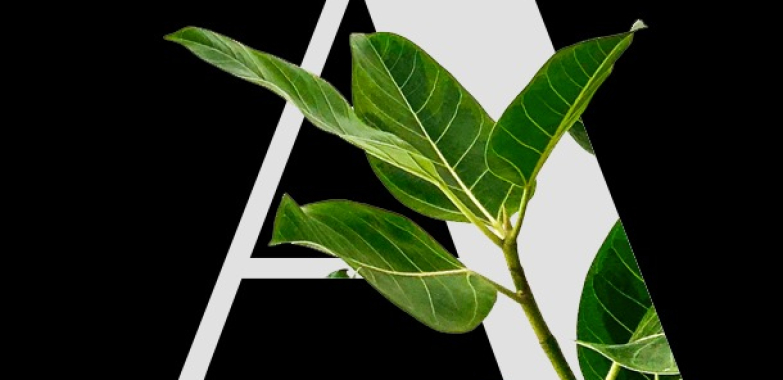 Transform Your Perth Backyard with Smart Landscaping