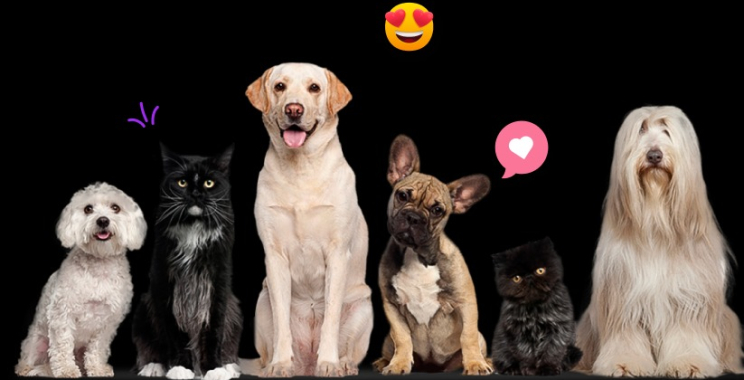 Find dog-friendly connections with a puppy play date app