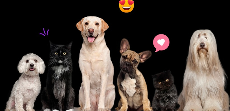 Find dog-friendly connections with a puppy play date app