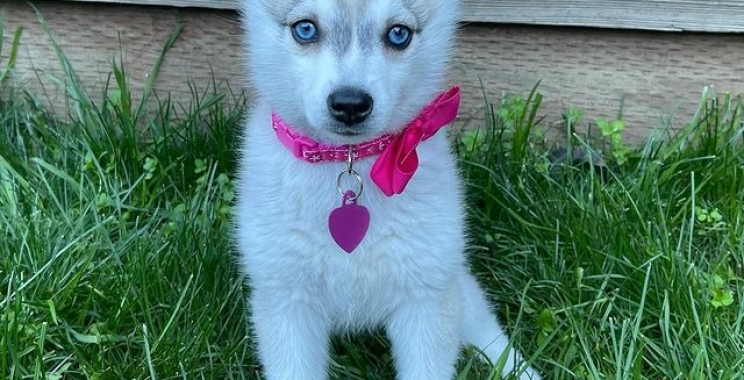 Klee Kai Price: What to Expect for 2025